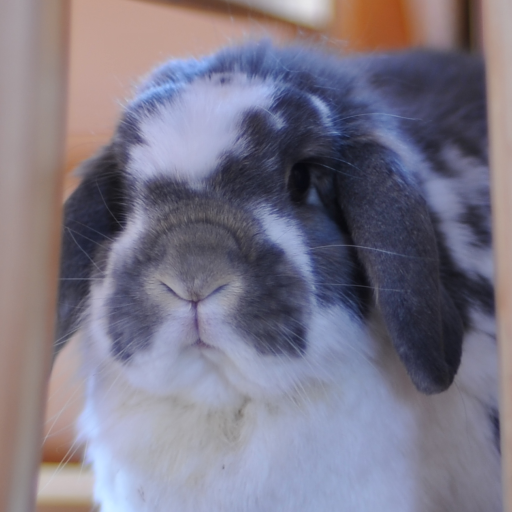 Samantha | Rogue Rabbit